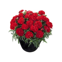 Serada Decor Plant Kokulu Koyu Kırmızı Bodur Karanfil Bitkisi Dianthus Caryophyllus Red
