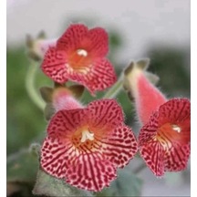 Koleksiyonluk Olla Mm's 0119 Kohleria Japon Küpelisi Çiçeği Fidesi Mini Potta