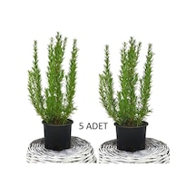 5 Adet Biberiye Kuş Dili Otu Set 5li 50 Cm Yemeklerde Kullanılabilir Biberiye