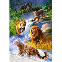 Castorland 1000 Parça Puzzle Big Cats