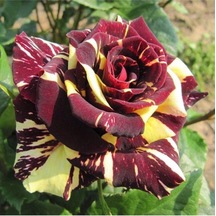 Videolu Sihirbaz Rengarenk Gül 35 45 Cm Tüplü Aşılı Gül Magician's Rose
