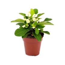 Euphorbia Milii Dikenler Tacı Çiçekli Kaktüs Ve Bitki Besini