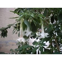5 Adet Tohum Nadir Bulunan Beyaz Angel Trumpet Çiçeği Meleklerin Borozanı Çiçeği Sürpriz Hediye Tohu