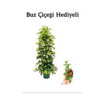 Hediyelik Sarı Alacalı Şeflera Bitkisi Sevgililer Gününe Özel Buz Çiçeği Hediyeli