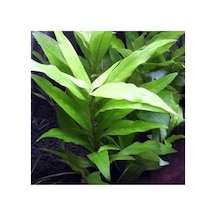 Hygrophila Corymbosa Angustifolia Saksı Canlı Bitkisi - Akvaryum İçin Sağlıklı Tercih