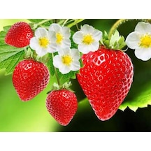 Strawberry Flavored Massage Oil 50ml Çilek Aromalı Masaj Yağı 2 Adet