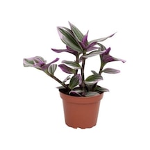 Tradescantia Nanouk Pembe Telgraf Çiçeği 10-20 Cm