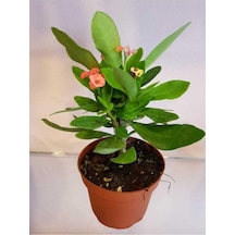 Dikenler Tacı Euphorbia Milli