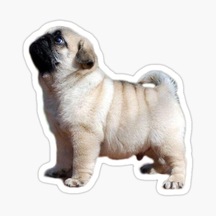 Pug Yavru Cinsi Köpek Sticker Araba Oto Yapıştırması 17Cm A5
