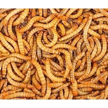 Un Kurdu Canlı Yem 100 Adet