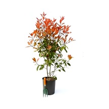 Videolu 1 Adet Alev Çalısı Çiçeği Fidanı 40-60cm Saksılı Burning Bush
