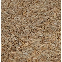 Aktar Store Çim Tohumu 1 Kg