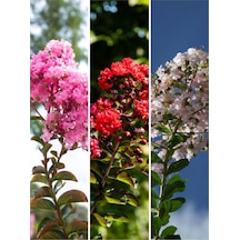 Videolu Beyaz Kırmızı Pembe Renkli Oya Ağacı 30 50 Cm 3 Adet Dış Mekan Ağaç Lagerstroemia Indica