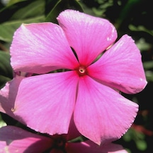 Vinca Little Pinkie Rozet Çiçeği Tohumu 20 Tohum