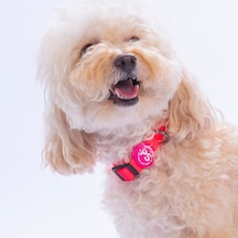 Neon Pembe Köpek Boyun Tasması Ayarlanabilir Köpek Tasması M