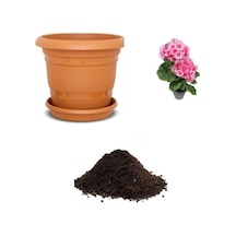 Pembe Kadeh Çiçeği Tohumu Ekim Seti