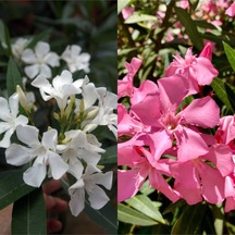 Videolu Beyaz Ve Pembe Renkli 3 Adet Uzun Boylu Zakkum Fidanı Tüplü 40-85cm Oleander Sapling
