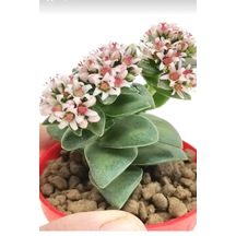 Kalp Hoya Mum Iç Mekan Sukulent Pembe Minik Boy 5.5cm Şuan Çiçeksizdir