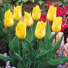 Yellow Yokohama Sarı Lale Soğanı 5 Adet