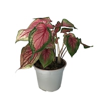 Caladium 'Florida Sweetheart' (Kaladyum Çiçeği) Ø12 CM H25-30 CM