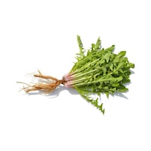 Nadir Hindiba Tohumu 100 Adet Tohum Hindibağ Tohumu Hindibağı Tohumu Hindi Bağı