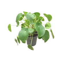 Pilea Peperomioides (Para Çiçeği) Ø17 CM Y35-40 CM