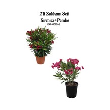 Kırmız Zakkum+pembe Renk Zakkum Fidanı Saksılı/tüplü 2'li Bahçe Peyzaj Seti