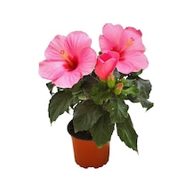 Serada Decor Plant Pembe Japon Gülü Çiçeği Fidanı Saksılı 40 45 Cm