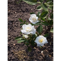 Canlı Beyaz Salon Gülü 20-40 Cm Saksılı Çiçekli Bodur Bitkiler White Flower