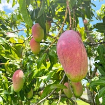 Aşılı Valencia Pride Mango Fidanı - 2 Yaş - 1 Kg Üzeri Dev Meyveli Nadir Gurme Çeşit Sınırlı Stok