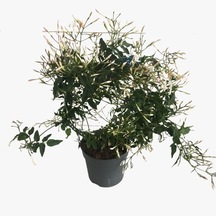 Jasminum Polyanthum - Arap Yasemini