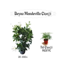 Beyaz Mandevilla Çiçeği 1 Adet Saksılı+ Tül Kuşkonmaz Çiçeği