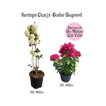 Kartopu Çiçeği 1 Adet +pembe Bodur Begonvil 1adet Saksılı Bahçe Peyzaj Seti