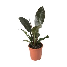 Philodendron Imperial 'Red' Ø17 CM H40-45 CM