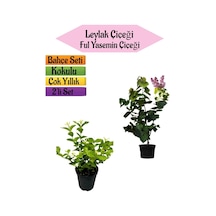 Mis Kokulu Leylak Fidanı+kokulu Ful Yasemin Çiçeği 40-80cm 2 Adet Kokulu Bahçe Seti
