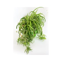 Chlorophytum Comosum / Kurdele Çiçeği