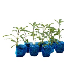 Anadolu Adaçayı Salvia Fruticosa 9'lu