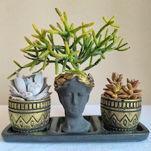Echeveria & Rhipsalis & Sedum 3'lü Sukulent Seti | Helen Siyah & Gold Seri