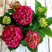 Videolu 1 Adet Kırmızı Renk Ortanca Çiçeği Fidanı 30-60 Cm Saksılı Çiçekli Bodur Bitkiler Hydrangea