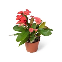 Euphorbia Milii Dikenler Tacı Çiçekli Kaktüs 10-20 Cm