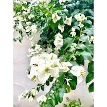 Beyaz Renkli Begonvil Çiçeği 40 60 Cm 1 Adet Tüplü Iç/dış Mekan Bitkisi Bougainvillea