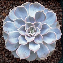 Echeveria Lilacina Var Sukulent Bitki