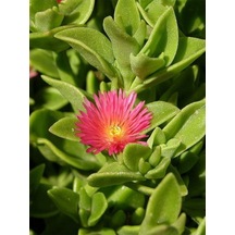 Videolu Canlı Renk 30 Adet Buz Çiçeği Fidesi 15-30cm Saksılı Ice Flower