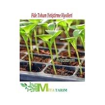 20 Adet Fide Viyolü, 70 Göz, Fide Viyolleri, Fidelik, Fide (307187808) 20 Adet Fide Viyolü, 70 Göz, Fide Viyolleri, Fidelik, Fide (307187808)