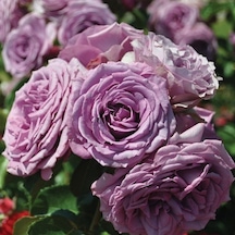 Tüplü Yoğun Kokulu Quick Silver Lila Renk Yediveren Sarmaşık Gül Fidanı