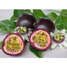 Tüplü Passion Fruit -Tutku-Aşk Meyvesi Fidanı 4 Yaş (150-200 cm)