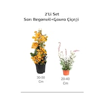 Sarı Begonvil+ Gaura Çiçeği2'li Set Dış Mekan Bitkisi Begonvillia