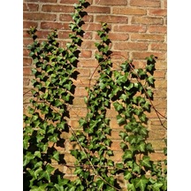 Canlı Hedera Helix Kaya Sarmaşığı Tırmanıcı, Formlu Bitki 40-60 Cm