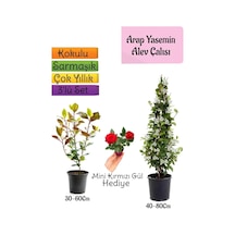 Mis Kokulu Arap Yasemini+alev Çalısı Fidanı+mini Gül Hediye 3'lü Set