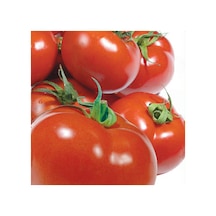 Domates Tohumu Yerli Sc2121 3 GRam N112074